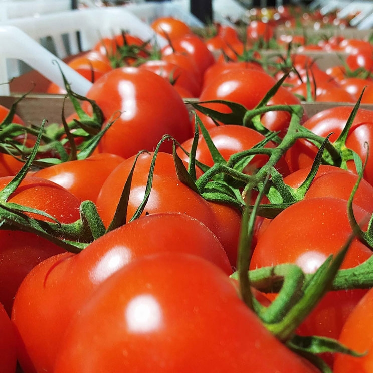 Production of tomatoes for export in our own modern greenhouses with a total area of ​​21 hectares.